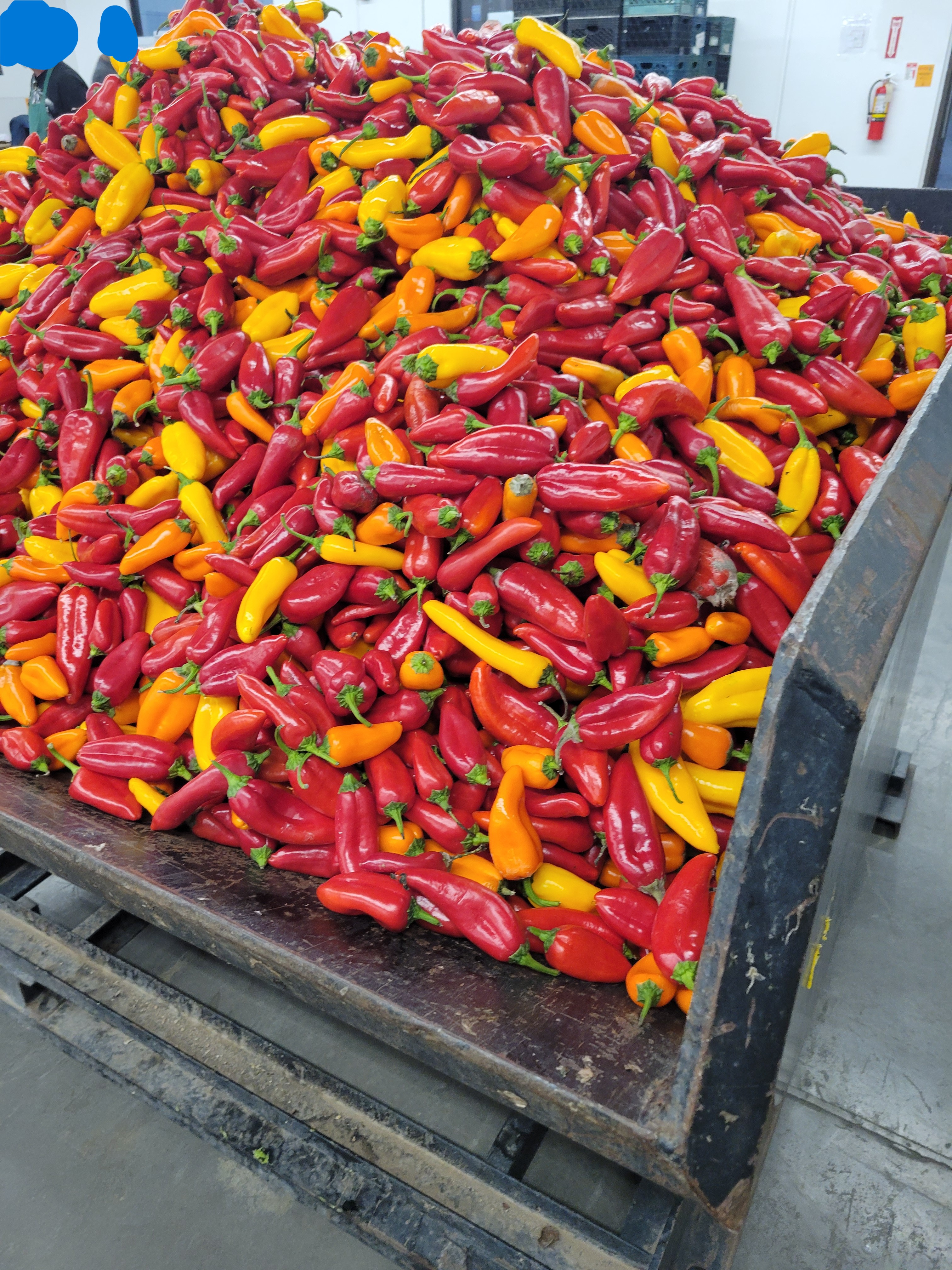 Bad chili peppers in a dumpster.